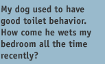 My dog used to have good toilet behavior.  How come he wets my bedroom all the time recently?